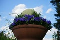 Viola x wittrockiana \'True Blue\' flowers in a flower pot in May. Berlin, Germany Royalty Free Stock Photo