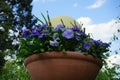 Viola x wittrockiana 'True Blue' flowers in a flower pot in May. Berlin, Germany Royalty Free Stock Photo