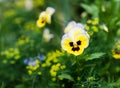 Viola and yellow tricolor pansy Royalty Free Stock Photo