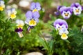 Viola and yellow tricolor pansy Royalty Free Stock Photo