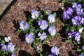 Viola and yellow tricolor pansy, flower bed bloom in the garden. Royalty Free Stock Photo