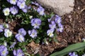 Viola and yellow tricolor pansy, flower bed bloom in the garden. Royalty Free Stock Photo