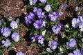 Viola and yellow tricolor pansy, flower bed bloom in the garden. Royalty Free Stock Photo