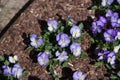 Viola and yellow tricolor pansy, flower bed bloom in the garden. Royalty Free Stock Photo
