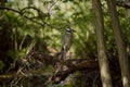 Violacea nyctanassa night heron Royalty Free Stock Photo