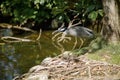 Violacea nyctanassa night heron Royalty Free Stock Photo