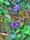 Violaceae. Purple flower. Field flowers. Spring.