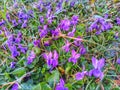 Violaceae. Violet in nature. Spring flowers. Royalty Free Stock Photo