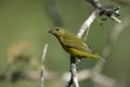 Violaceous euphonia, Euphonia violacea Royalty Free Stock Photo