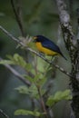 Violaceous euphonia, Euphonia violacea Royalty Free Stock Photo