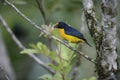 Violaceous euphonia, Euphonia violacea Royalty Free Stock Photo