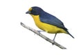 Violaceous euphonia, Euphonia violacea Royalty Free Stock Photo