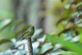 Violaceous euphonia