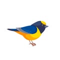 Violaceous euphonia is a small passerine bird in the true finch family. Yellow throated Euphonia hirundinacea. Cartoon Royalty Free Stock Photo