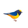 Violaceous euphonia is a small passerine bird in the true finch family. Yellow throated Euphonia hirundinacea. Cartoon