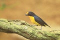 Violaceous euphonia