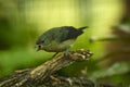 The violaceous euphonia Euphonia violacea Royalty Free Stock Photo