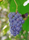 Violaceous Grapes on the vine