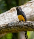 Violaceous Trogon