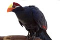 Violaceous Turaco