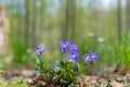 Violas in the forest