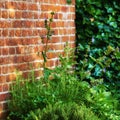 Violas growing in a lush green backyard garden against a wall. Beautiful violet flowering plant blooming on the Royalty Free Stock Photo