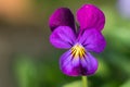 Violas or Pansies Closeup in a Garden