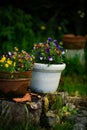 Violas Planted in Rustic Containers in a Country Garden Royalty Free Stock Photo