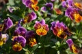 Violas Royalty Free Stock Photo