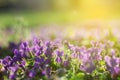 Violas In the Sunny Early Spring Garden