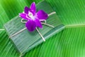 Violate orchid on banana leaf