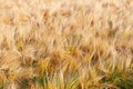 Violent earing of barley. Agricultural background. Barley field