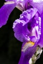 Violent iris flower closeup Royalty Free Stock Photo