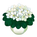 Vector bouquet with outline Saintpaulia or African violet flower in round pot. Pastel white flowers and green leaf isolated.