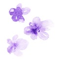 Watercolor Violet abstract flowers elements for design