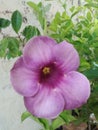 Violet Allamanda flower blooms