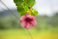 Violet allamanda flower closes up. the five-petal large flower in Sri Lanka