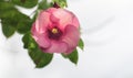 Violet allamanda flower isolated against the clear white sky. A beautiful five-petal large flower in Sri Lanka