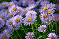 Violet Alpine asters in the garden after the rain enjoy the sun. Royalty Free Stock Photo