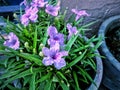 Voilet flower with green leaf