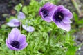 Violet anemone in the garden on the flowerbed