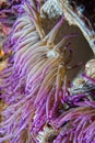 Violet anemone tentacles detail Royalty Free Stock Photo