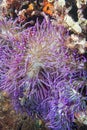 Violet anemone tentacles detail Royalty Free Stock Photo