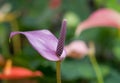 Violet anthurium