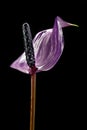 Violet anthurium flower