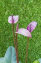 Violet Anthurium flower in botanic garden