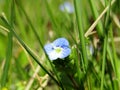 Violet as a herald of spring