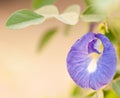 Violet asian pigeonwings flower Royalty Free Stock Photo