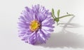 A violet aster flower on a clean white backdrop, casting a subtle shadow