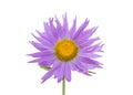 Violet aster flower macro shot isolated